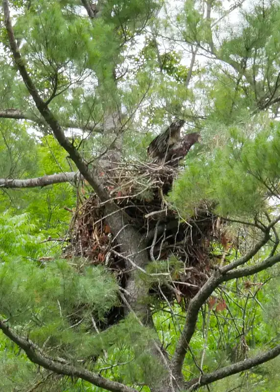 Juvenile Bald Eagles Join Morning Chorus