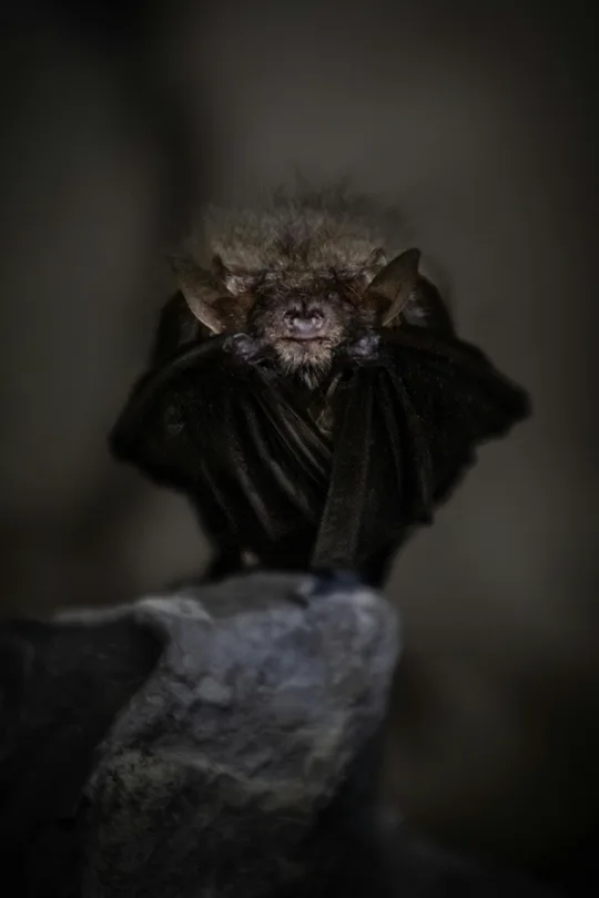 Combating Noise Pollution 1 A Bat Standing On A Rock