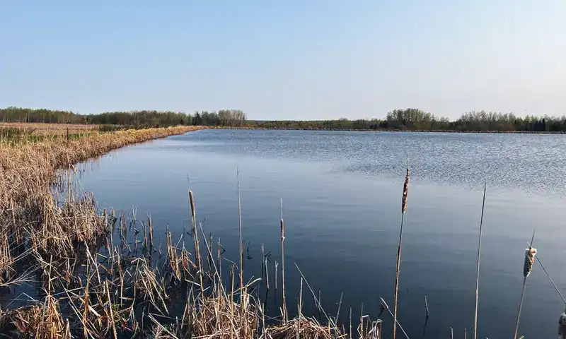 Wetland Pool
