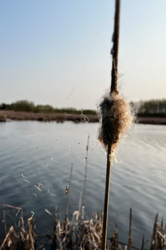 Wetland Cattail With Spiderweb