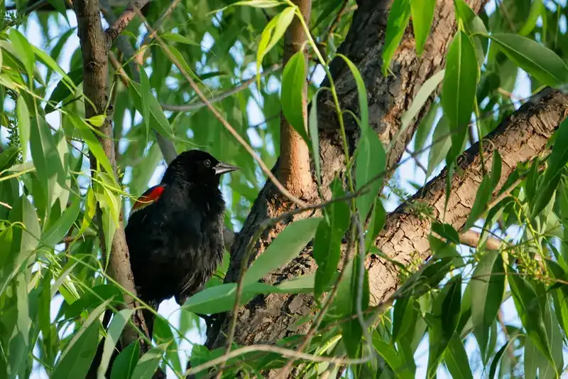 Redwing Blackbird In Tree