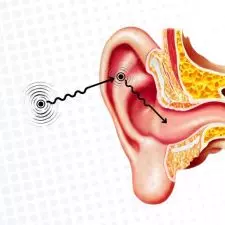 Effects Of Pinnae On Sound Localization