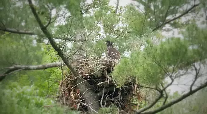 Juevenile Bald Eagles 1 Juvenile Bald Eagle Nest