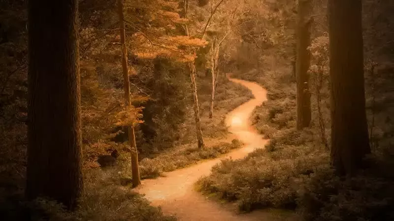 Woodland Path